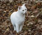 λευκό γατάκι